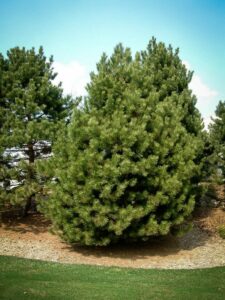 Сосна Чёрная (Pinus Nigra) купить по цене от 270.00р. в интернет-магазине «Посадика» с доставкой почтой в в Октябрьске и по всей России – [изображение №1].