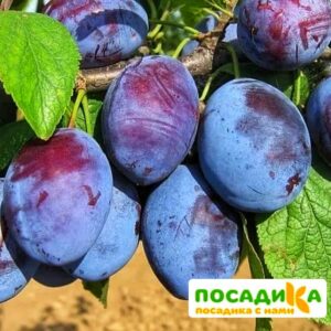 Слива Чачакская ранняя купить по цене от 229.00р. в интернет-магазине «Посадика» с доставкой почтой в в Октябрьске и по всей России – [изображение №1].