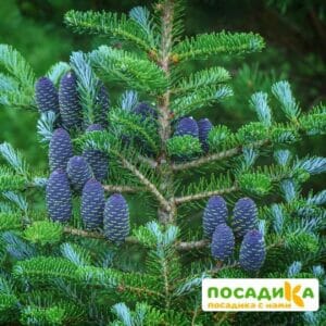 Пихта корейская (Abies koreana) купить по цене от 450.00р. в интернет-магазине «Посадика» с доставкой почтой в в Октябрьске и по всей России – [изображение №1].