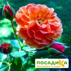 Роза Арабия купить по цене от 350.00р. в интернет-магазине «Посадика» с доставкой почтой в в Октябрьске и по всей России – [изображение №1].