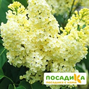 Сирень Примроуз (Primrose) купить по цене от 529.00р. в интернет-магазине «Посадика» с доставкой почтой в в Октябрьске и по всей России – [изображение №1].