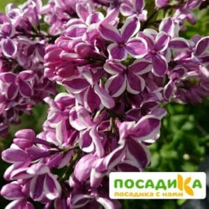 Сирень Сенсация купить по цене от 529.00р. в интернет-магазине «Посадика» с доставкой почтой в в Октябрьске и по всей России – [изображение №1].