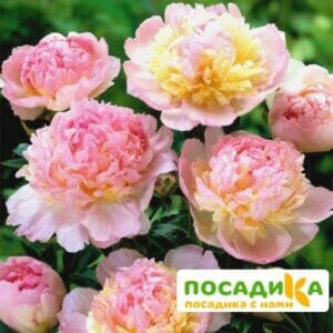 Пион Распберри Сандей (Paeonia Raspberry Sundae) купить по цене от 959р. в интернет-магазине «Посадика» с доставкой почтой в в Октябрьске и по всей России – [изображение №1].