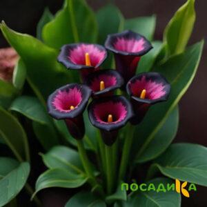 Калла Аура Лейс купить по цене от 400р. в интернет-магазине «Посадика» с доставкой почтой в в Октябрьске и по всей России – [изображение №1].