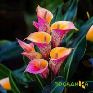 Калла Оникс купить по цене от 450р. в интернет-магазине «Посадика» с доставкой почтой в в Октябрьске и по всей России – [изображение №1].
