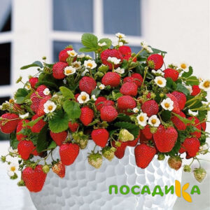Клубника Рубиновый Шепот (горшечная) купить по цене от 240р. в интернет-магазине «Посадика» с доставкой почтой в в Октябрьске и по всей России – [изображение №1].