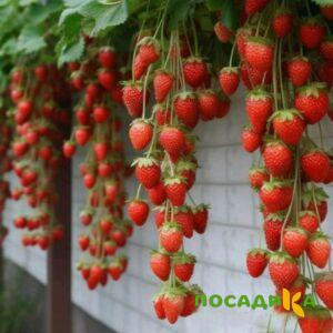 Клубника вьющаяся Комплимент купить по цене от 470р. в интернет-магазине «Посадика» с доставкой почтой в в Октябрьске и по всей России – [изображение №1].