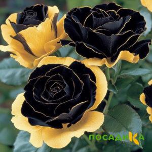 Роза Ханни Сикл купить по цене от 700р. в интернет-магазине «Посадика» с доставкой почтой в в Октябрьске и по всей России – [изображение №1].