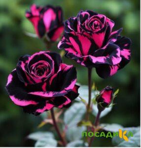 Роза Багровый Шепот купить по цене от 366р. в интернет-магазине «Посадика» с доставкой почтой в в Октябрьске и по всей России – [изображение №1].