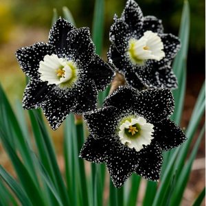 Нарцисс Кассата купить по цене от 372р. в интернет-магазине «Посадика» с доставкой почтой в в Октябрьске и по всей России – [изображение №1].