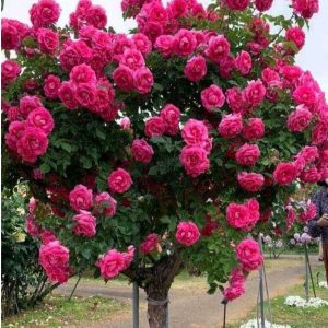 Роза Версаля купить по цене от 232р. в интернет-магазине «Посадика» с доставкой почтой в в Октябрьске и по всей России – [изображение №1].