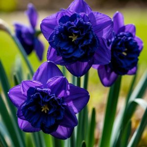 Нарцисс Арт Нуво купить по цене от 378р. в интернет-магазине «Посадика» с доставкой почтой в в Октябрьске и по всей России – [изображение №1].