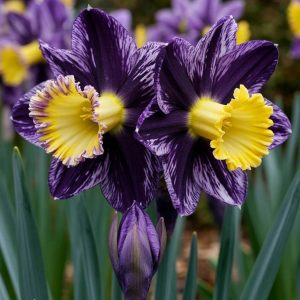 Нарцисс Акропоис купить по цене от 382р. в интернет-магазине «Посадика» с доставкой почтой в в Октябрьске и по всей России – [изображение №1].