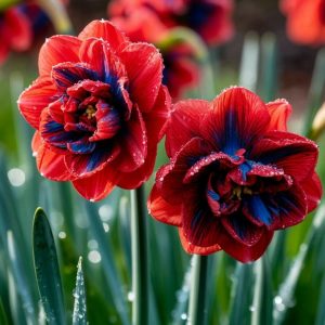 Нарцисс Эрличе купить по цене от 386р. в интернет-магазине «Посадика» с доставкой почтой в в Октябрьске и по всей России – [изображение №1].