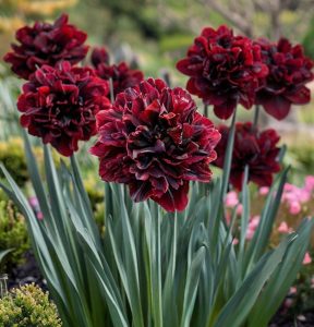 Нарцисс Малиновая Вуаль купить по цене от 3000р. в интернет-магазине «Посадика» с доставкой почтой в в Октябрьске и по всей России – [изображение №1].